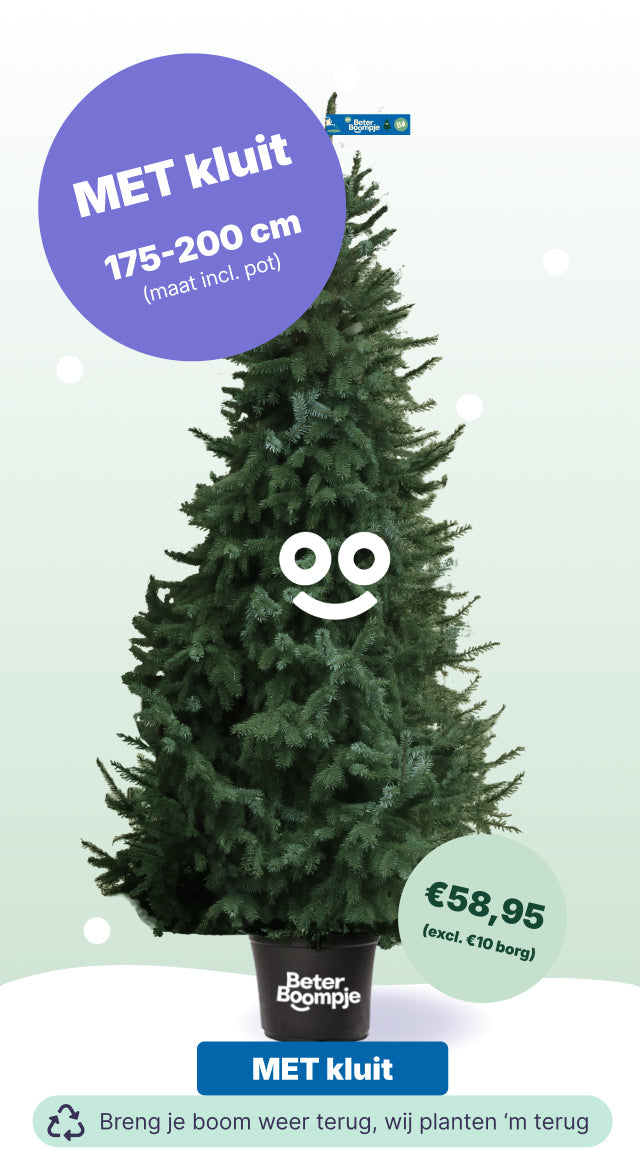 Amsterdam Loads - BB met kluit (incl. €10 borg)