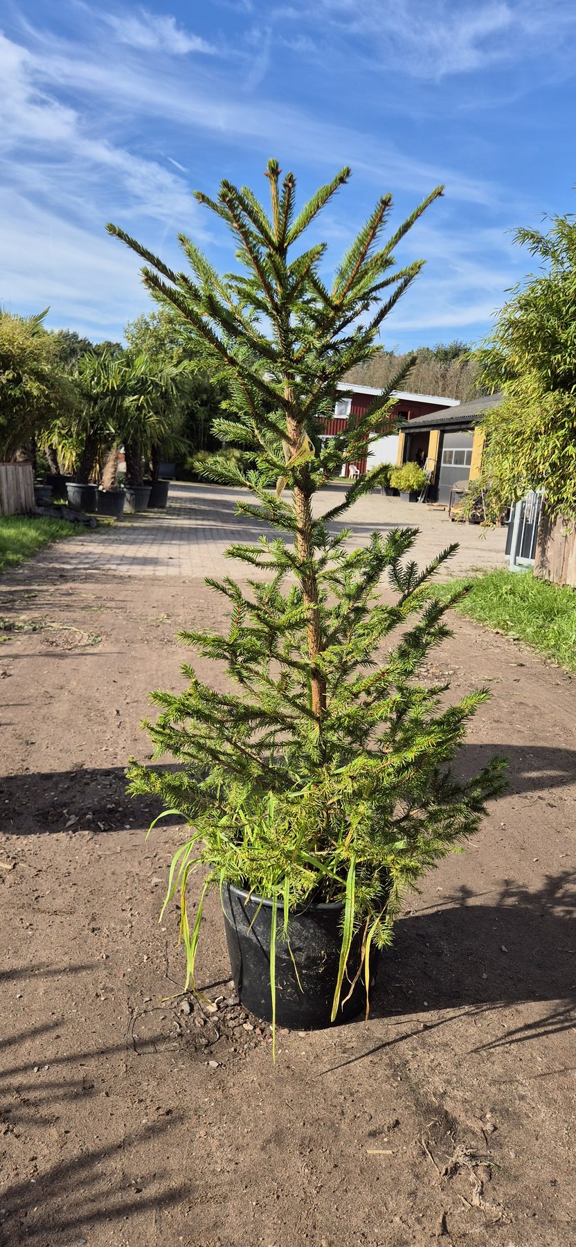 Picea abies met kluit, maat 125–150 cm