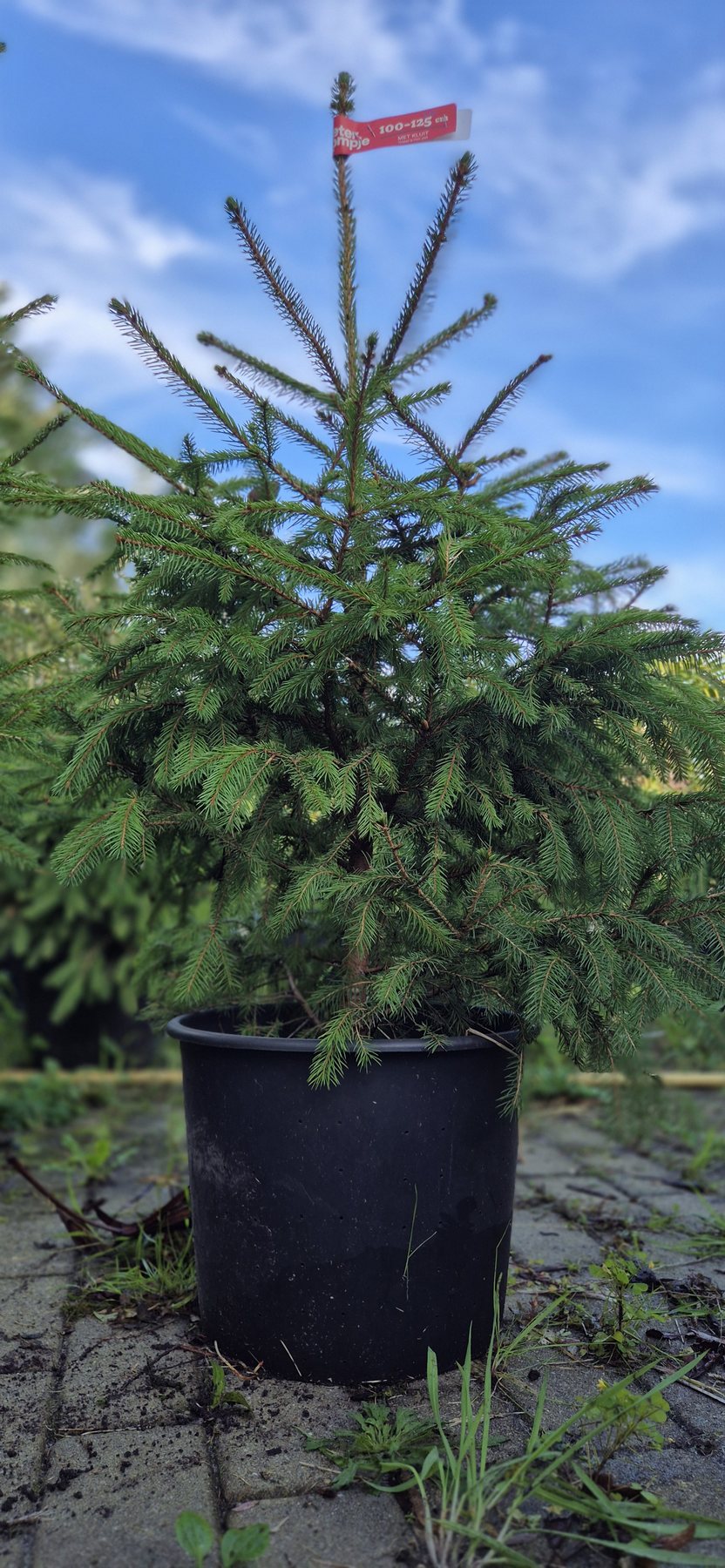 Picea abies met kluit, maat 100–125 cm