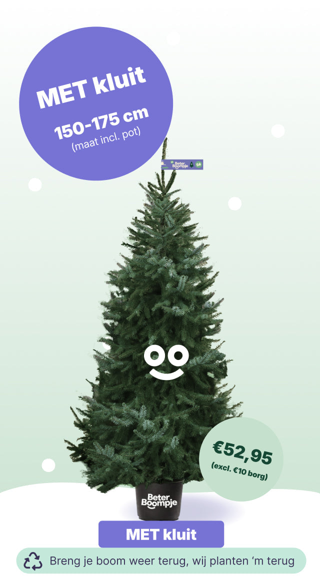 Amsterdam Kop van Oost - BB met kluit (incl. €10 borg)