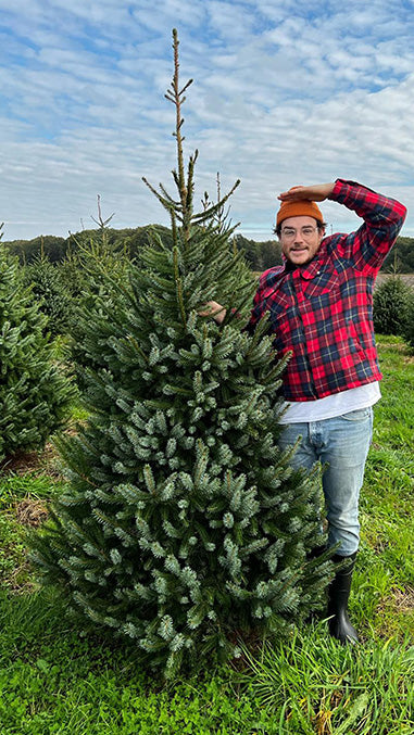 Man naast een volle kerstboom zonder kluit op de kwekerij