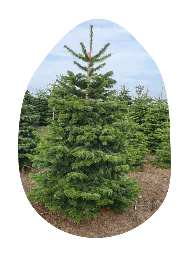 Kerstboom zonder kluit
