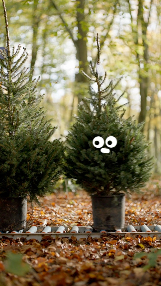 Herplanten