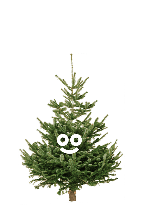 Zonder kluit van 150-175 cm